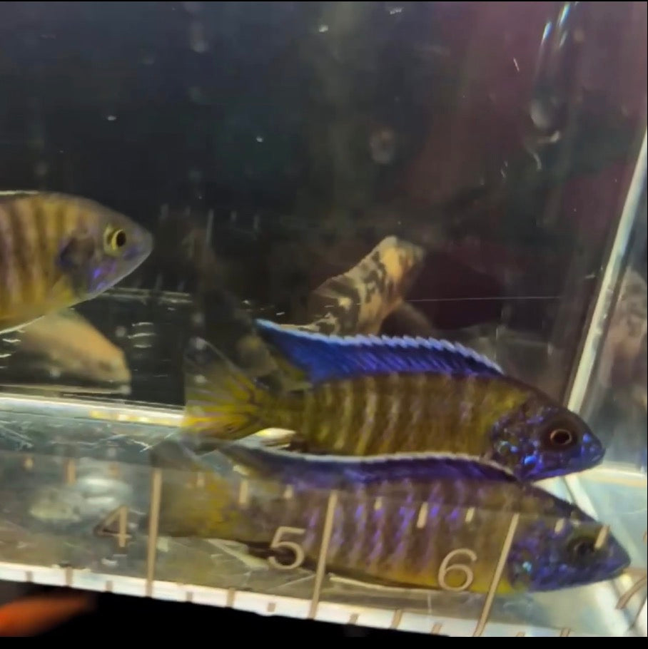 Blue Neon Peacock Male