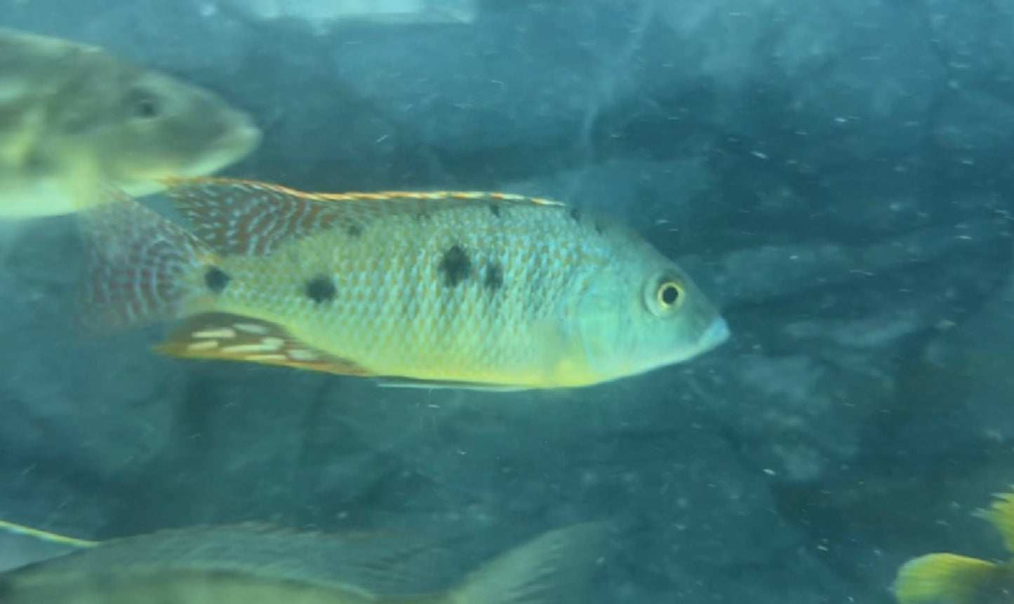 Intermedius Male