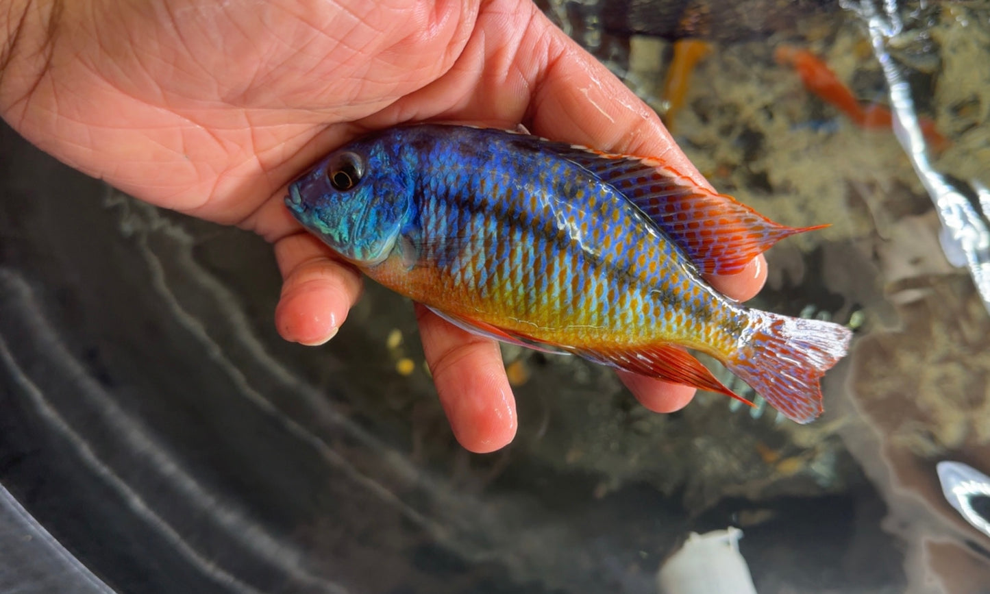 Red Empress Color Male