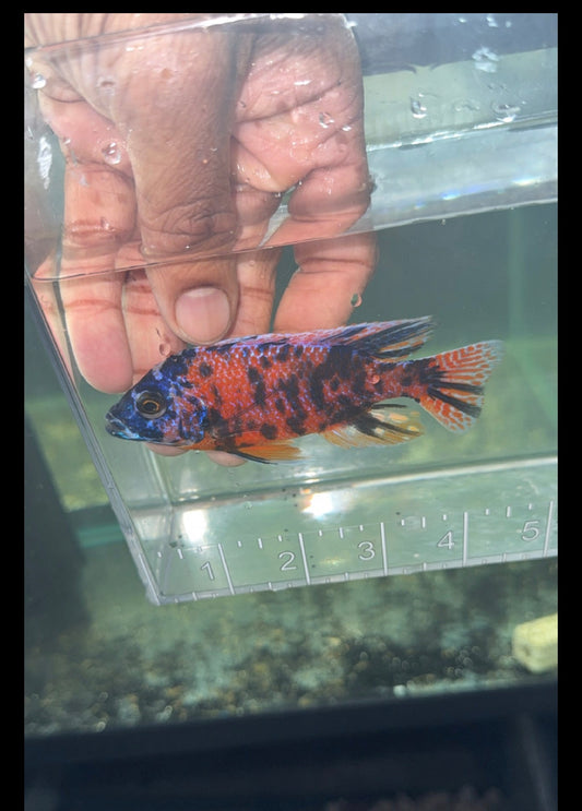 OB Borleyi Male Color