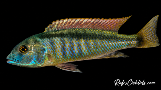 Buccochromis Leptura Green 6” Plus rare male
