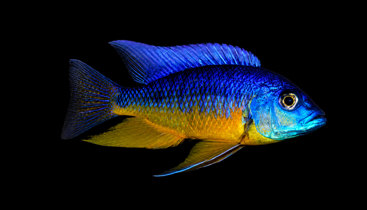 Insignis Hap
