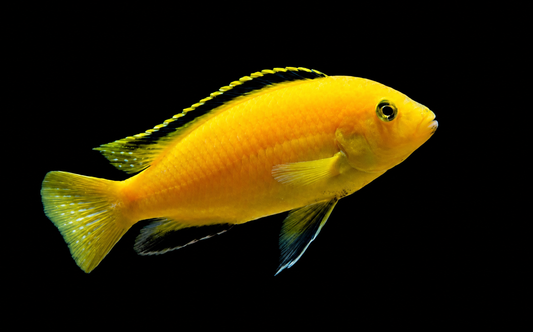 Electric Yellow Lab - 3”