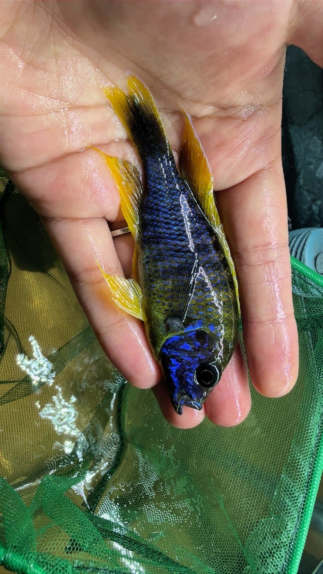 Lemon Jake Male