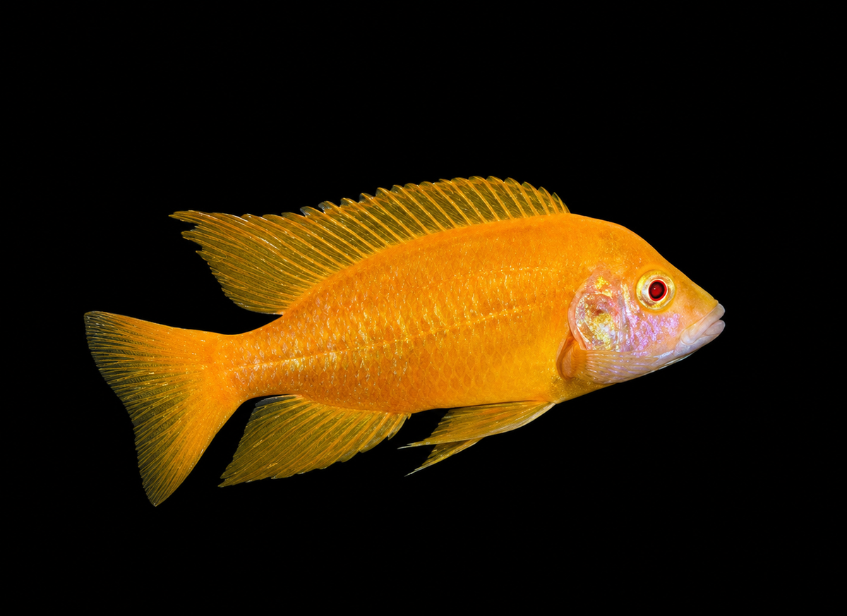 Albino Sunshine Male