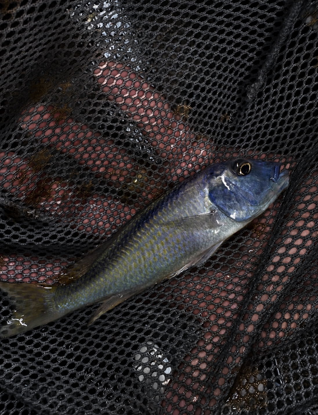 Buccochromis Spectabilis 5”-6” Plus  Male