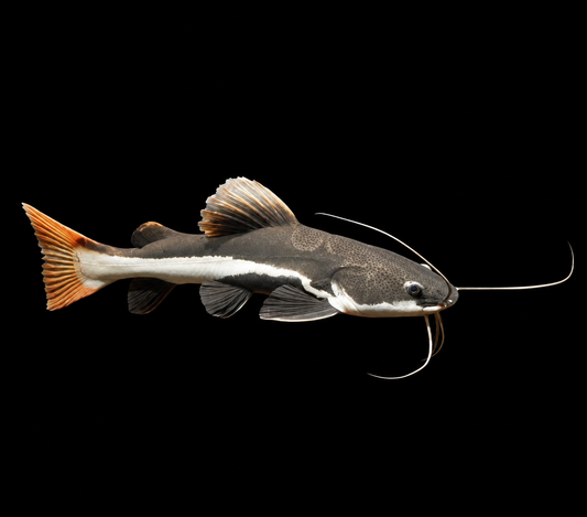 RedTail Catfish 3”