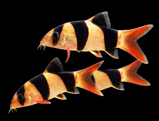 Clown loach