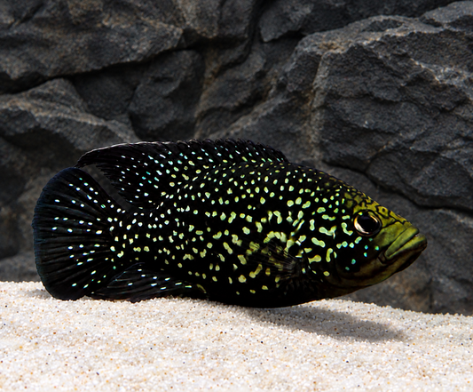 Starry Night Cichlid (Paratilapia polleni)