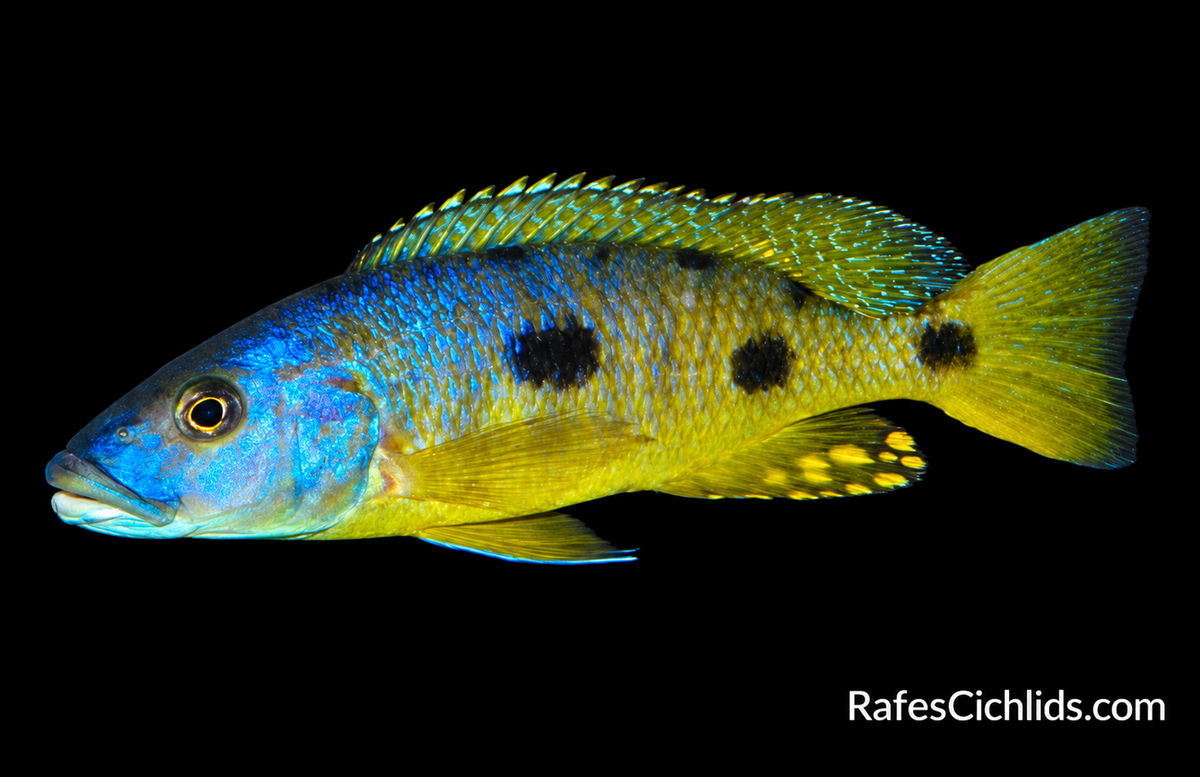 Exochochromis Anagenys