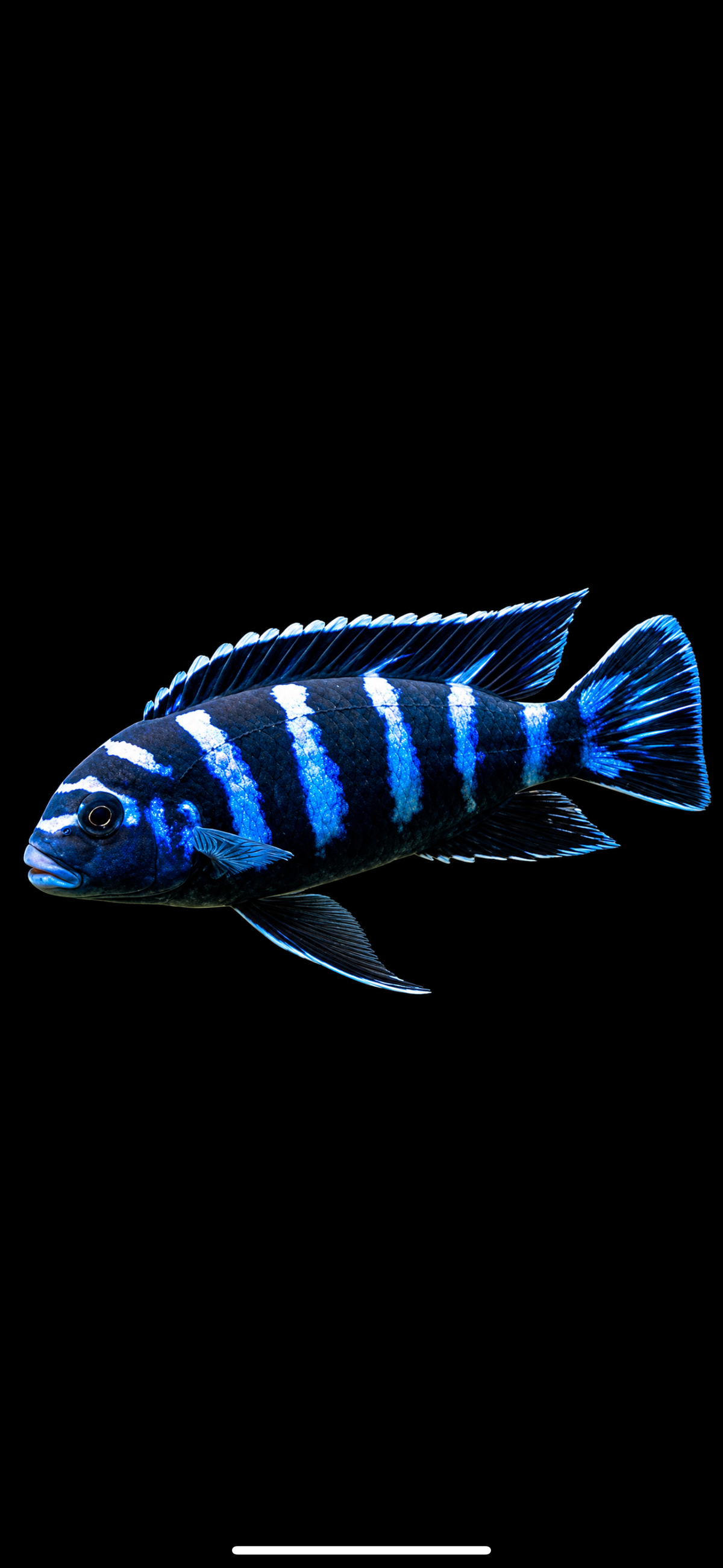 Demasoni 3”+