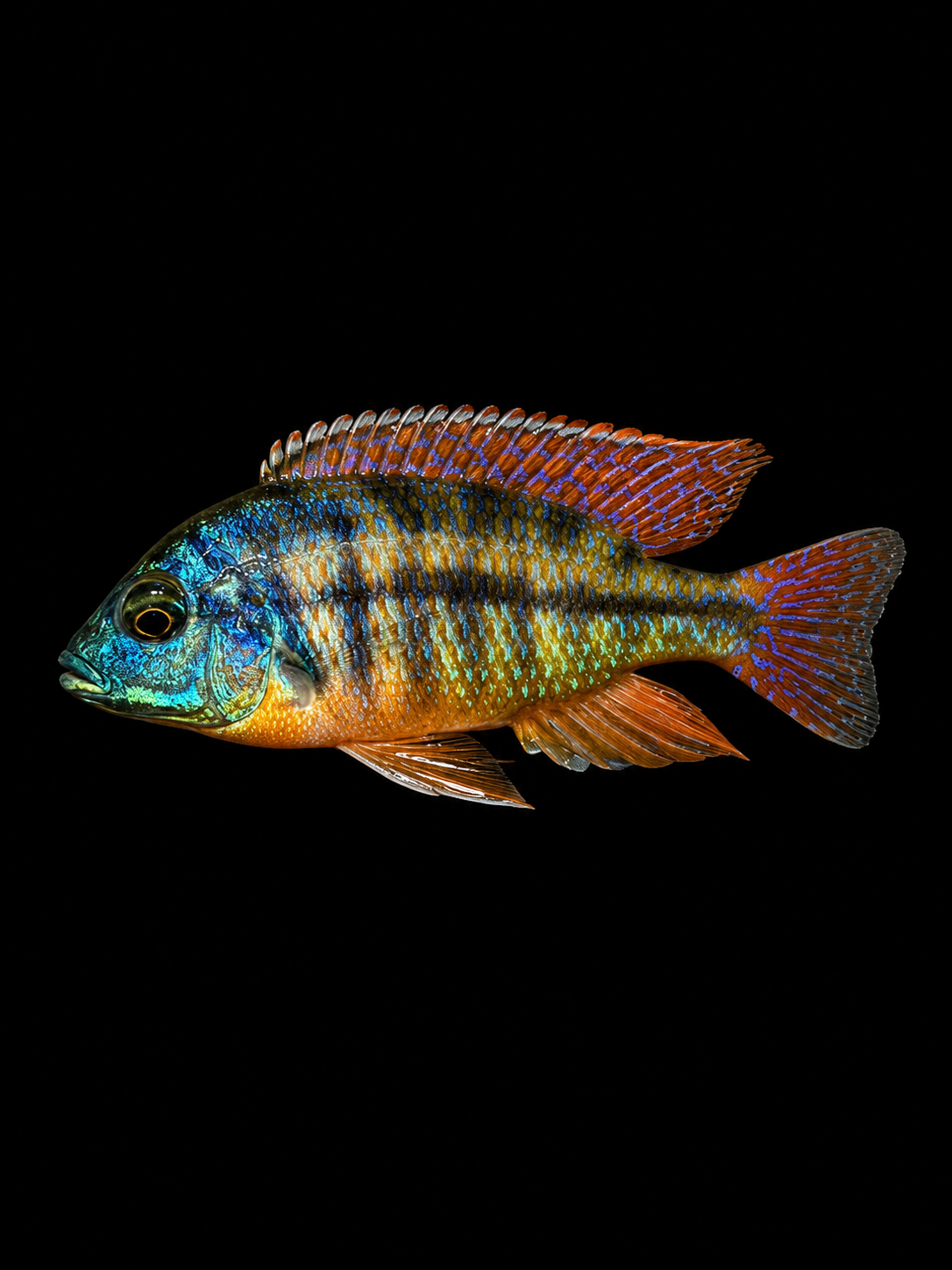 Red Empress Protomelas taeniolatus