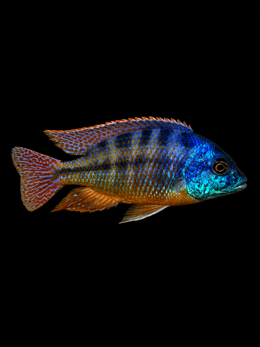 Red Empress Protomelas taeniolatus