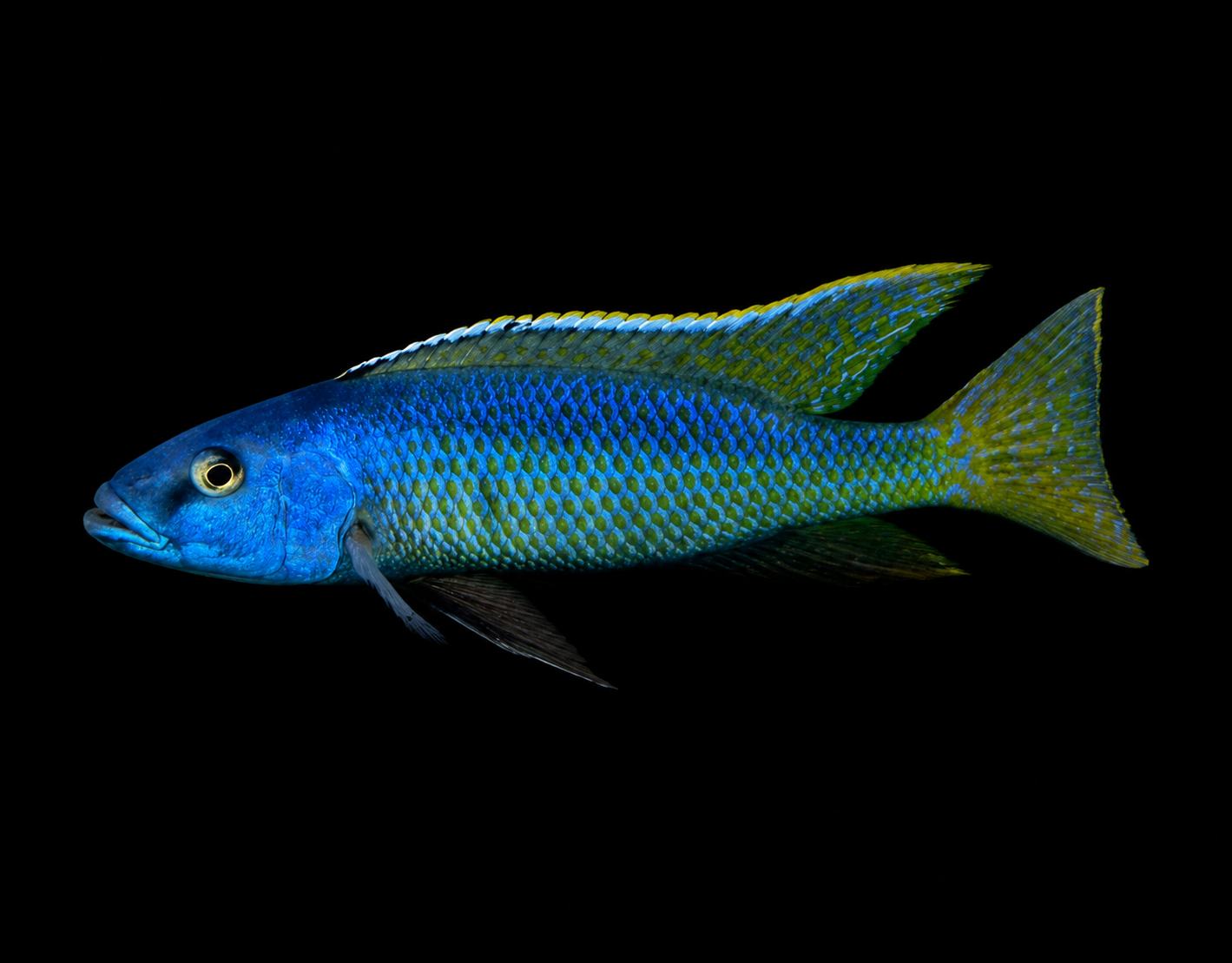 Malawi Trout
