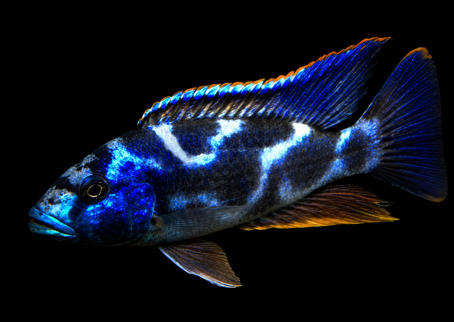 Nimbochromis Livingstoni