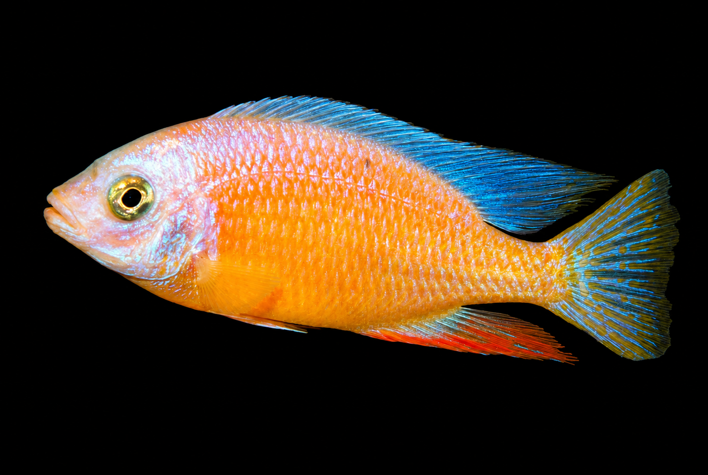 Albino Taiwan Reef