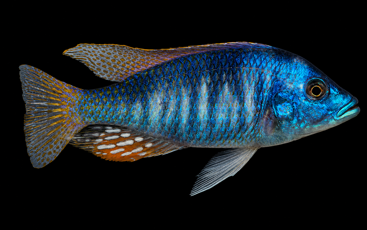 Nova Blue Longnose