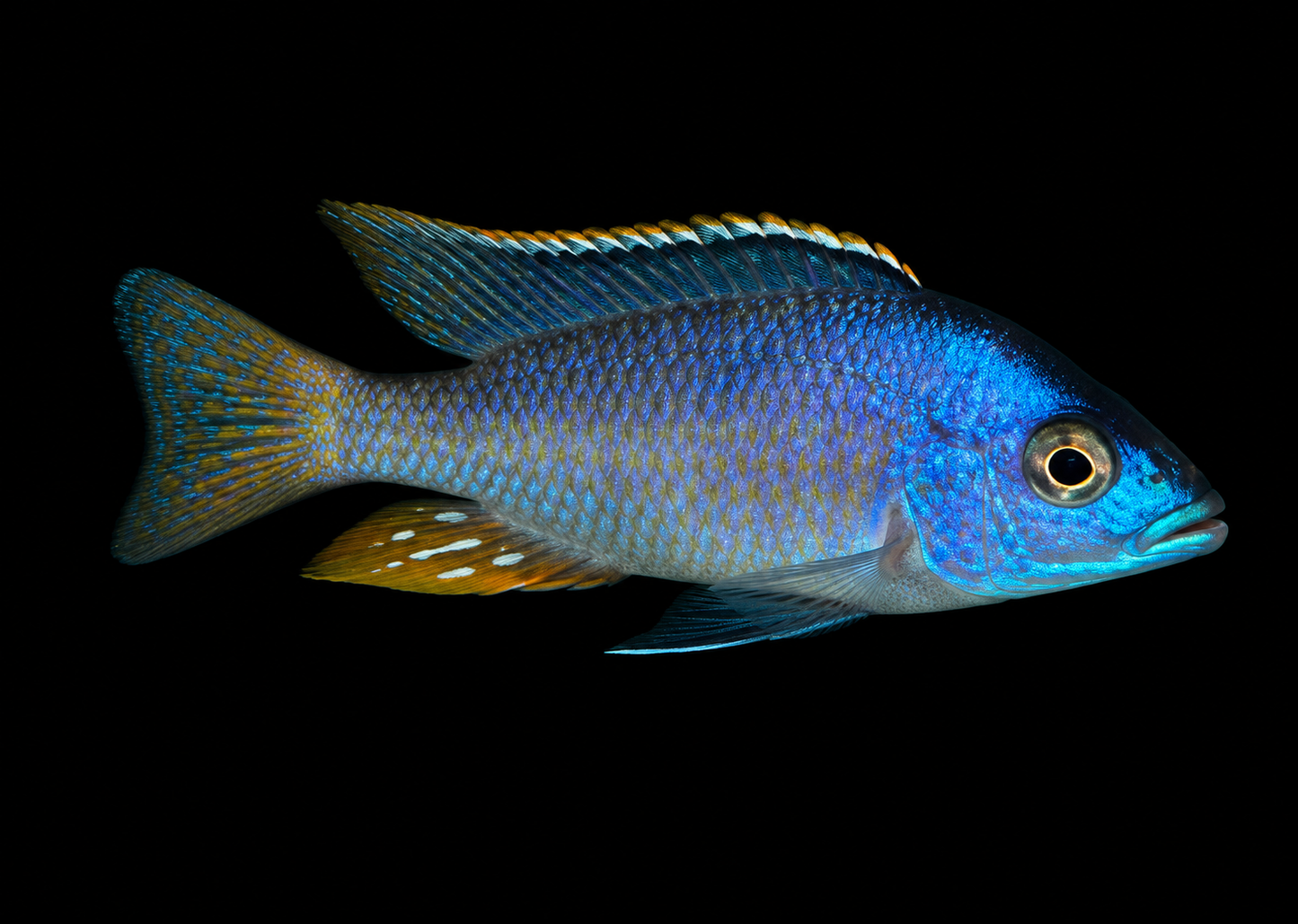 Nova Blue Longnose