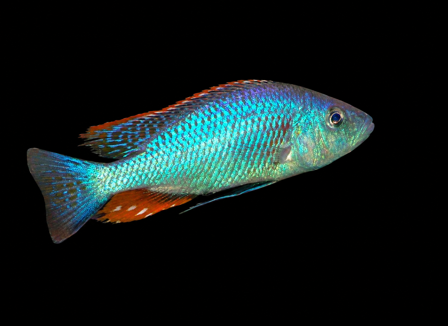 Dimidiochromis strigatus
