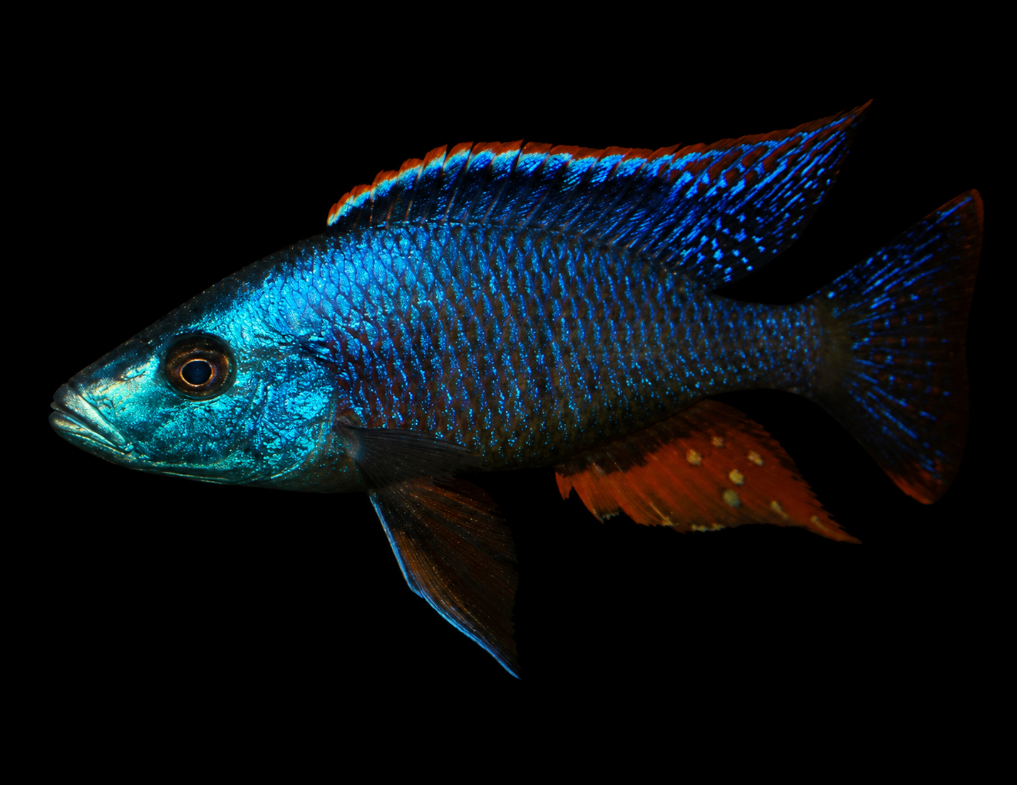 Dimidiochromis strigatus