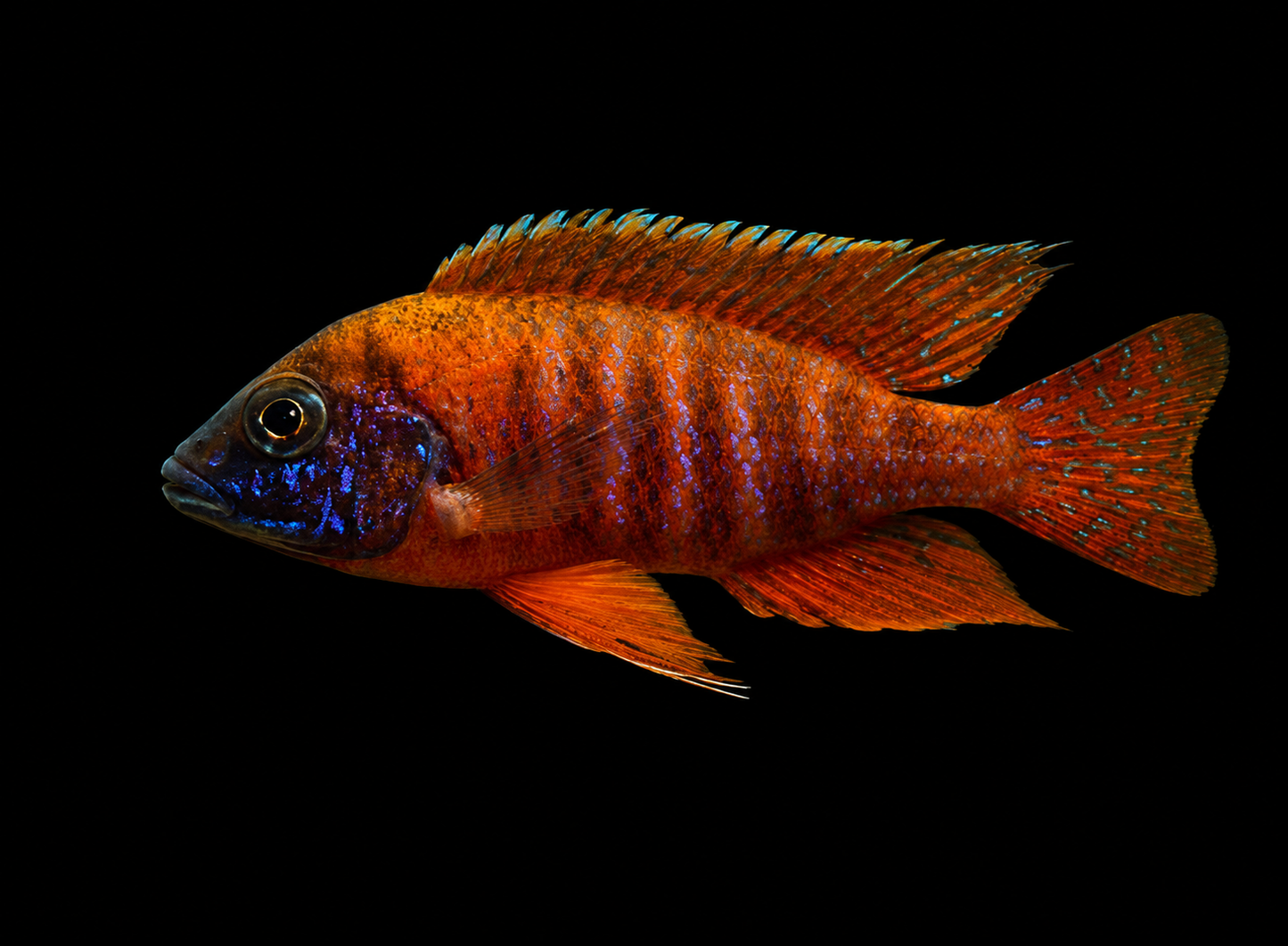 German Red