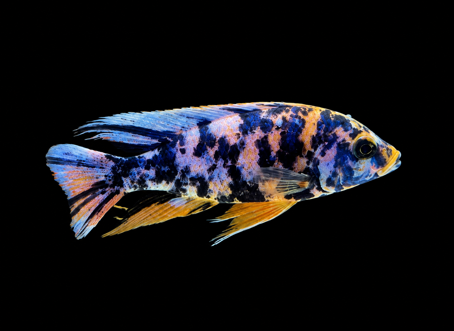 Tangerine Tiger OB 5” Plus