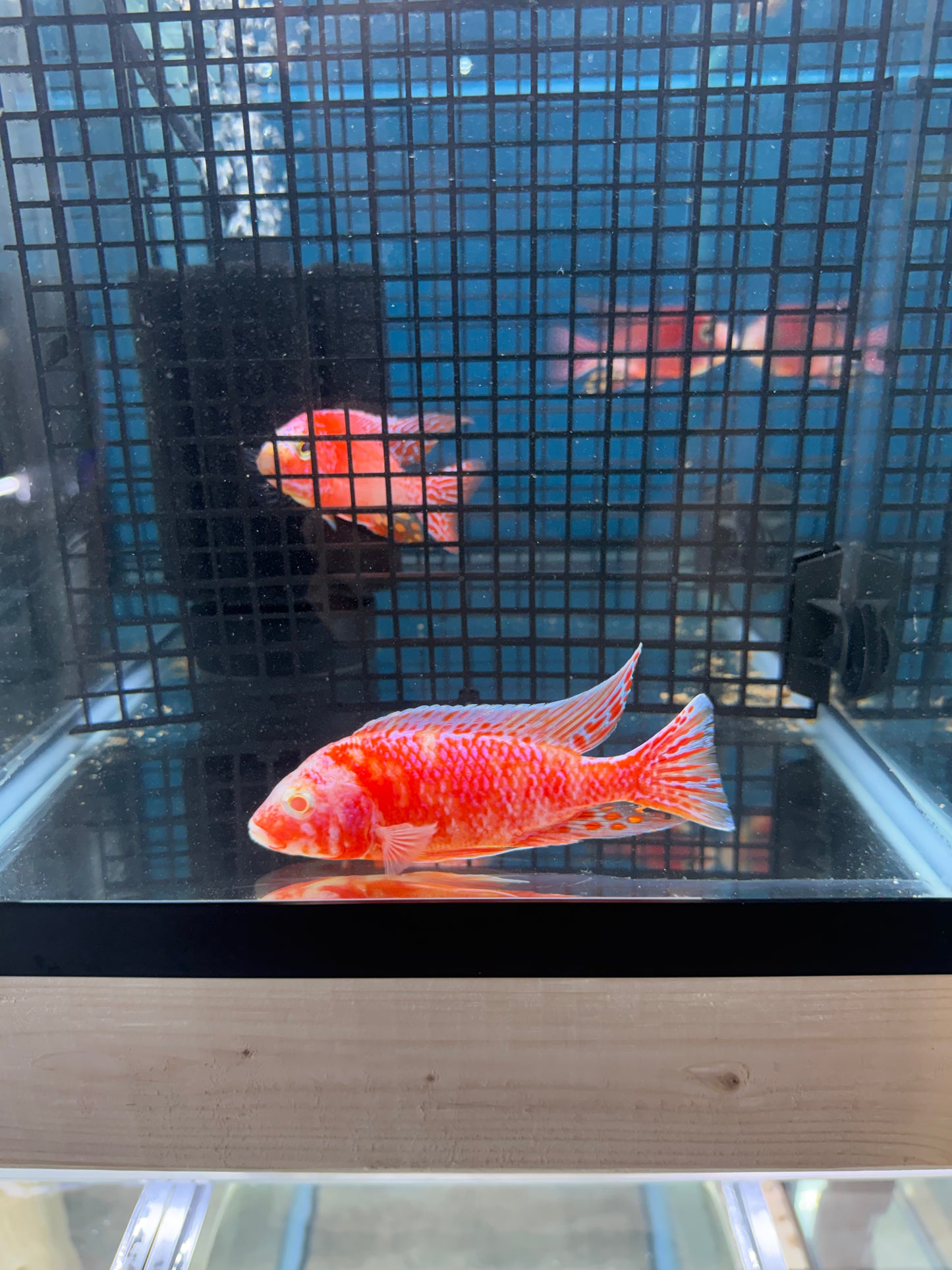 SR Dragonblood OB Limited