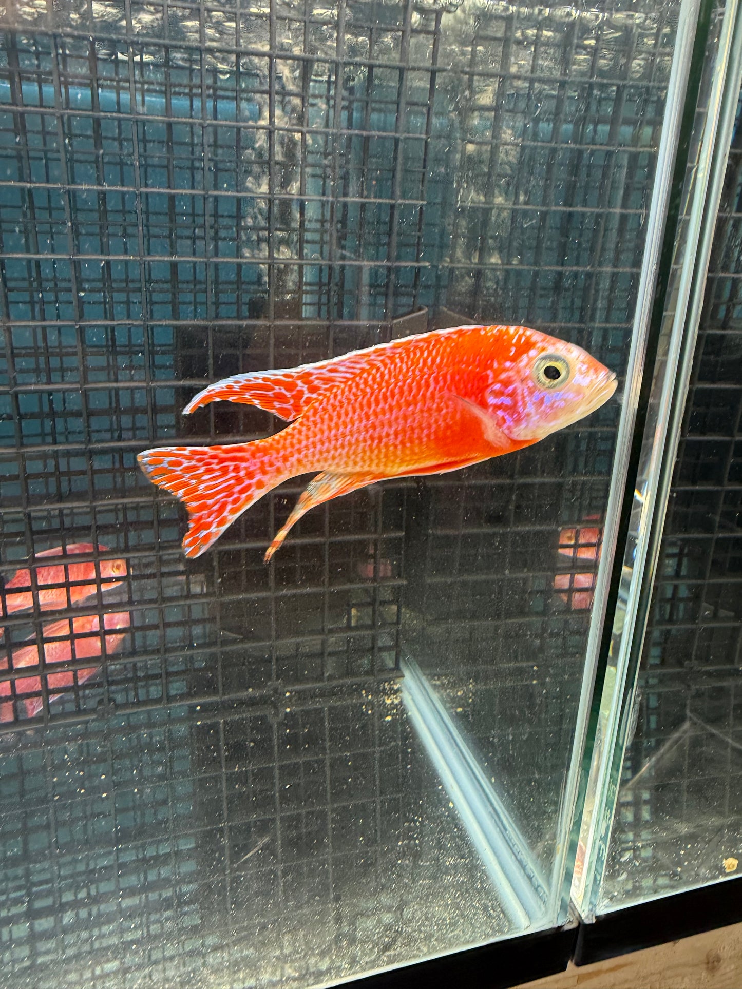 TL Super Red Stawberry