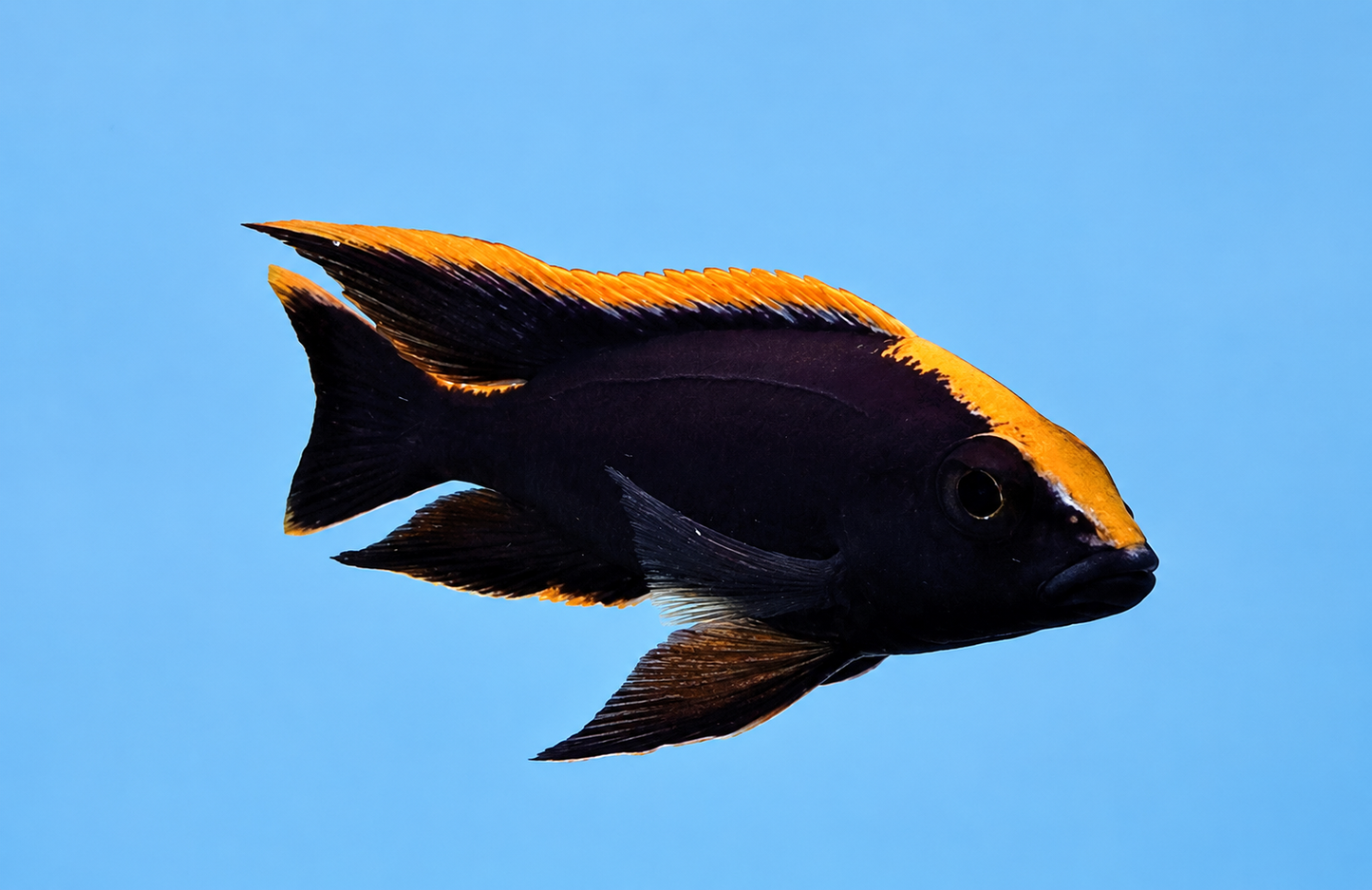 Black Orange Dorsal (BOD) 2-3”