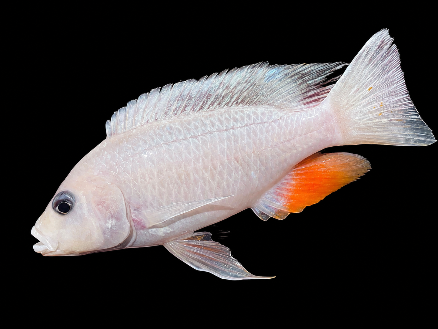 Albino Fryeri Hap 5-6”