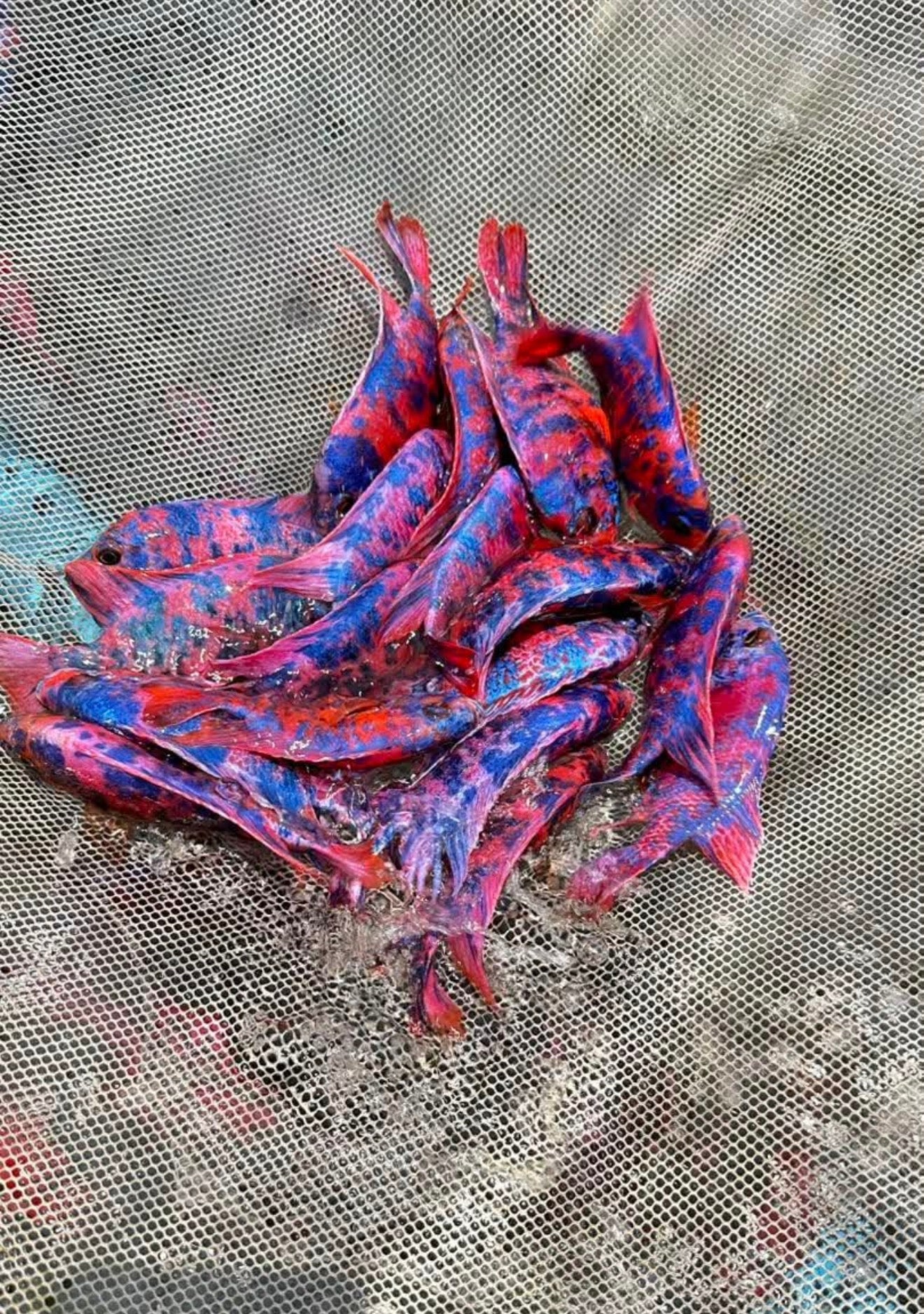 S Red Blue OB Import Limited