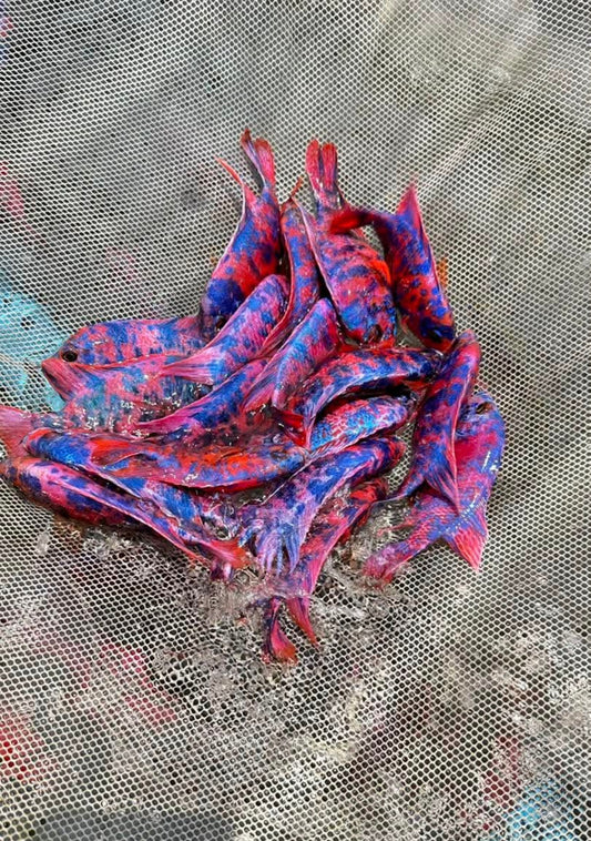 S Red Blue OB Import Limited