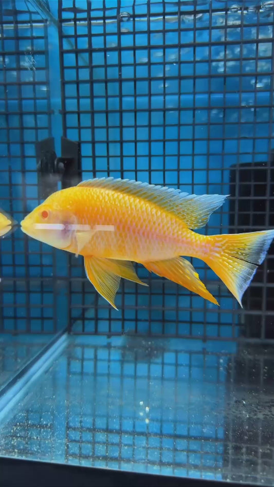 Albino Eureka Jake Large Male