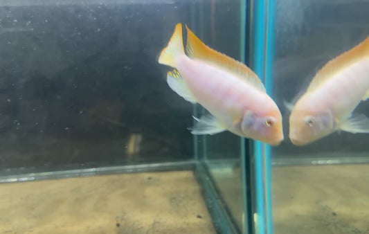 Albino Red Top Zebra- Mbuna