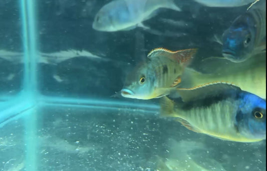 Intermedius Male