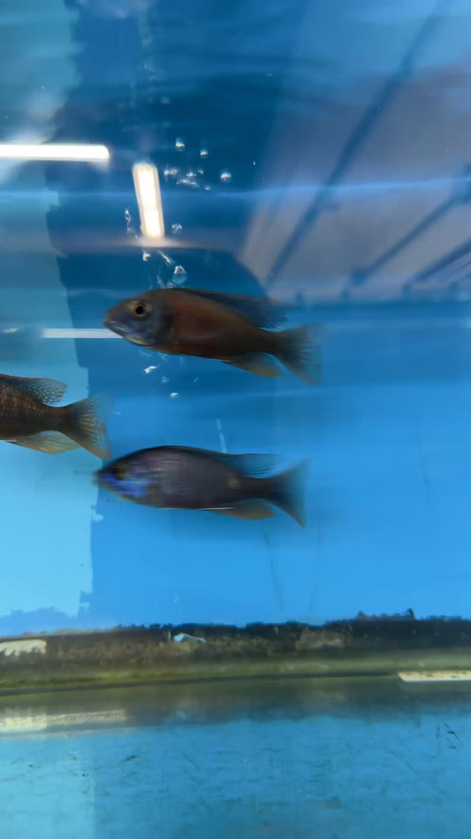 Copadichromis borleyi Male