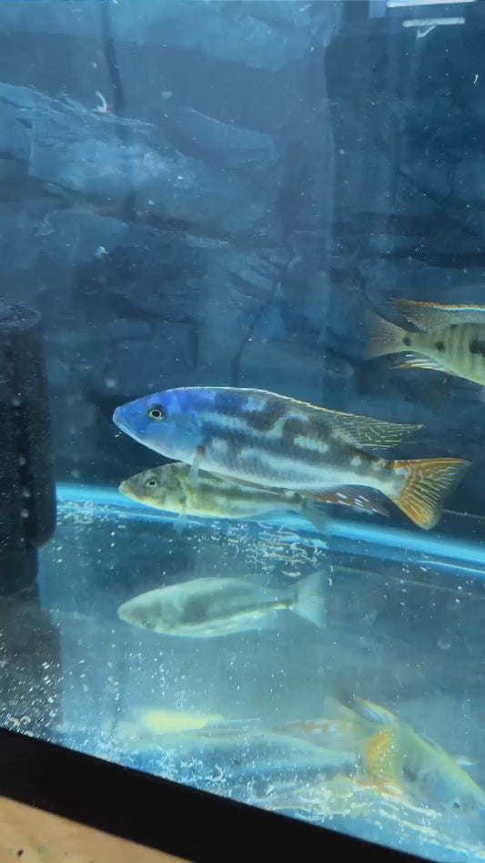 Fusco Large Male Color