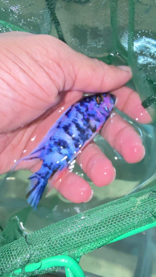 Blueberry OB 4”
